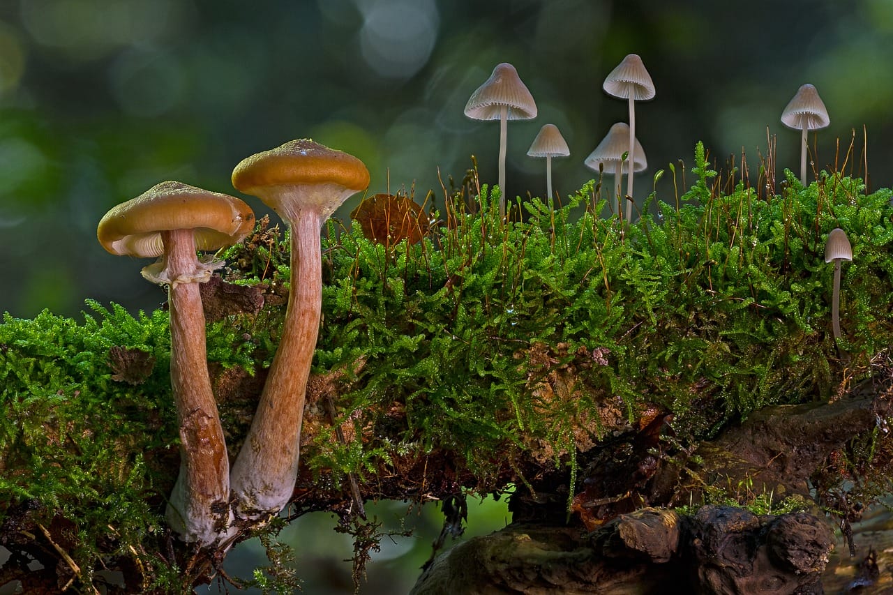 The Majority of Canadians Advocate for the Use of Psychedelic Mushrooms in Alleviating Existential Anxiety