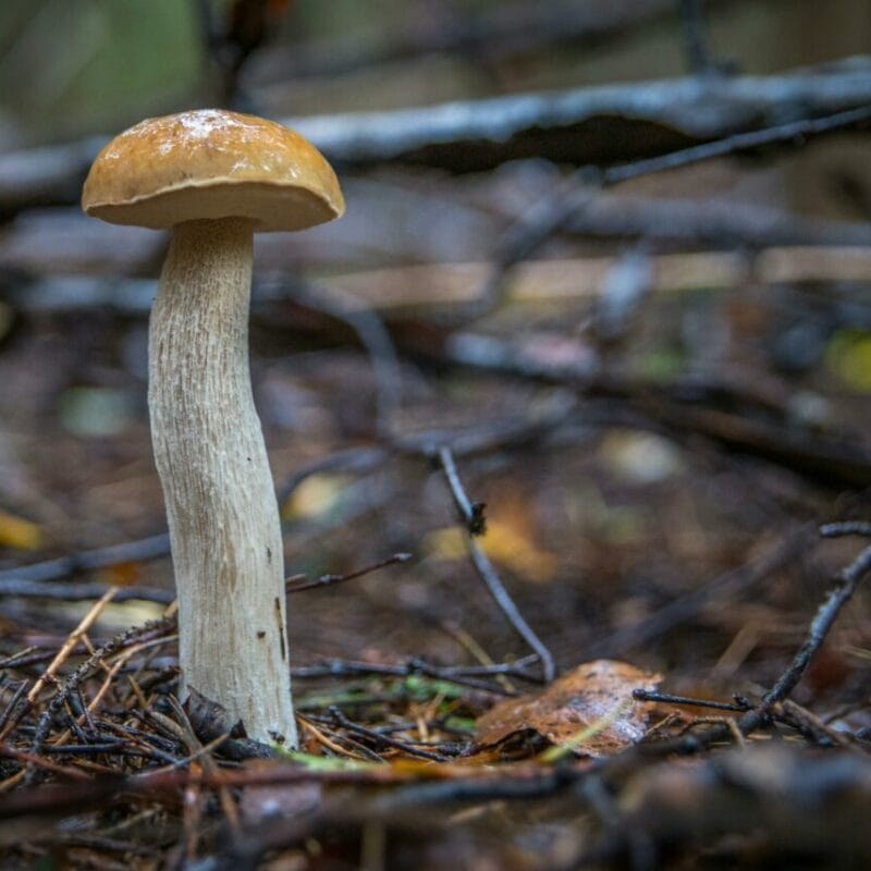 Shrooms online | Fungalfriend Canada