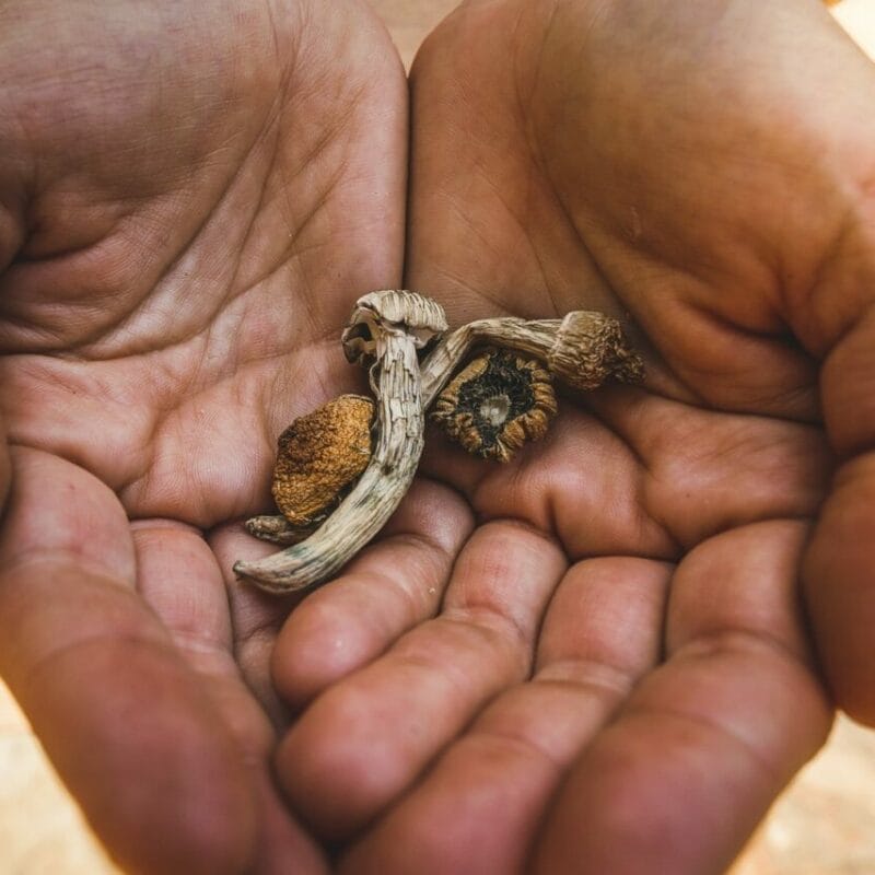 dried shrooms | Fungalfriend Canada
