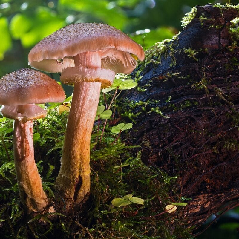 magic mushroom delivery | Fungalfriend Canada