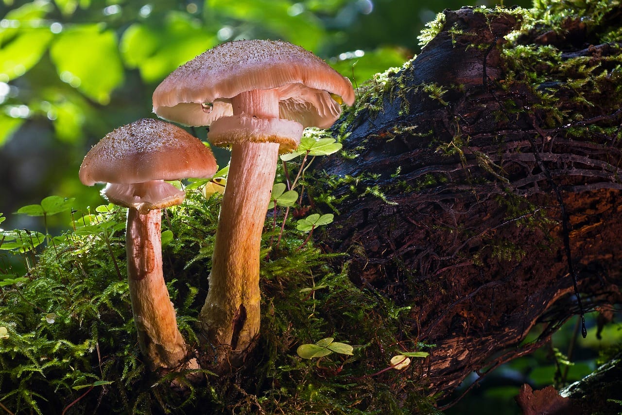 Magic Mushrooms and Psychedelics – Their Role in Accelerating Human Evolution?