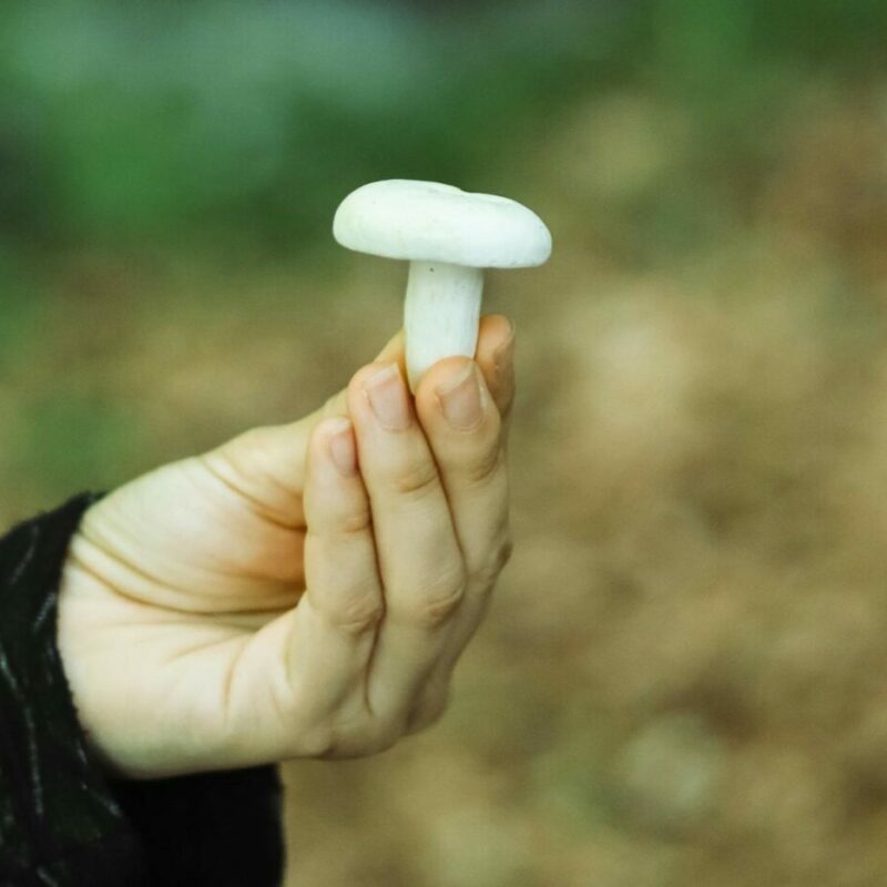shrooms online in Canada | Fungalfriend Canada
