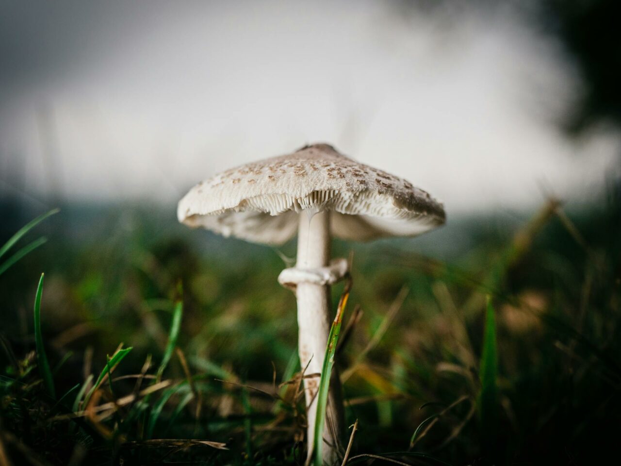 What Complements White Monster Magic Mushrooms for a Boosted Experience?