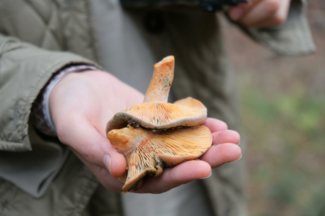 The Reasons Why Apex Strain Mushroom Will Forever Remain in My Self-Care Arsenal