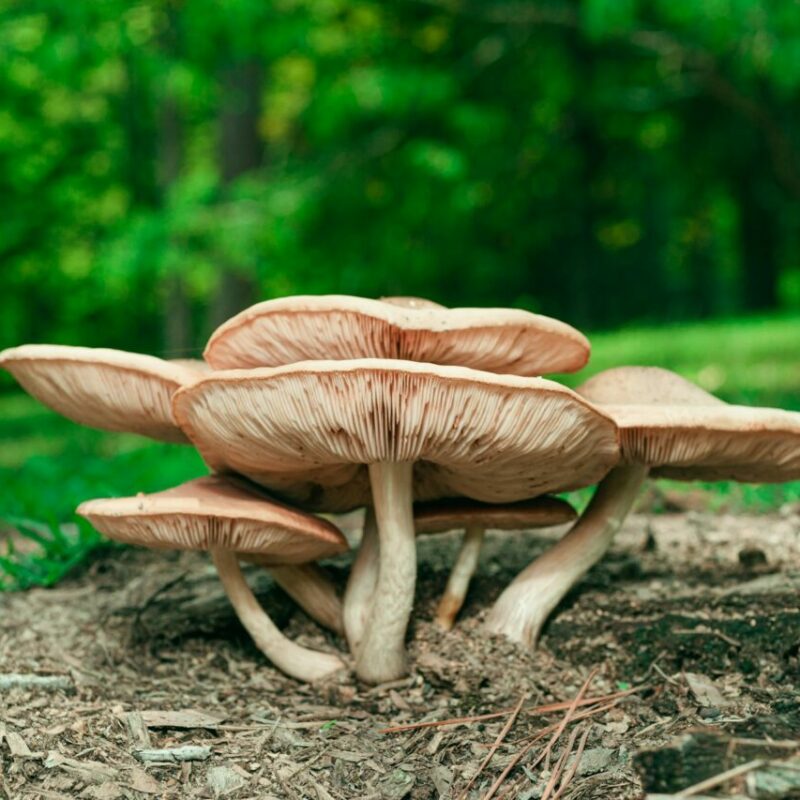 Big Daddy Mushroom | Fungalfriend Canada