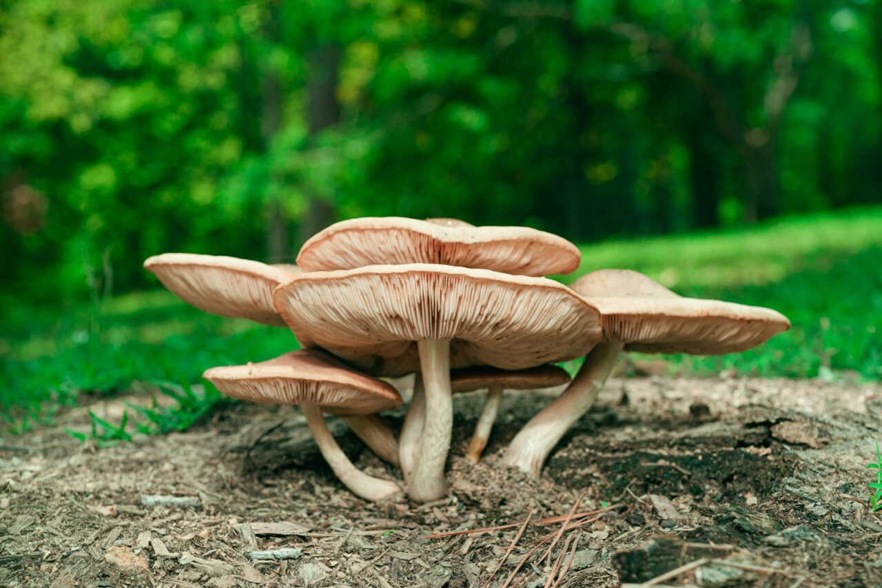 Experienced the Big Daddy Mushroom during a Hike – Highly Recommended, a Solid 10/10 Experience!