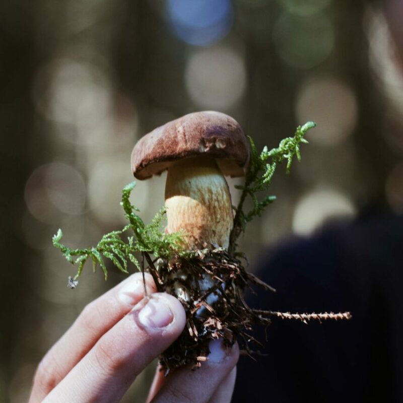 Buy Shrooms | Fungalfriend Canada