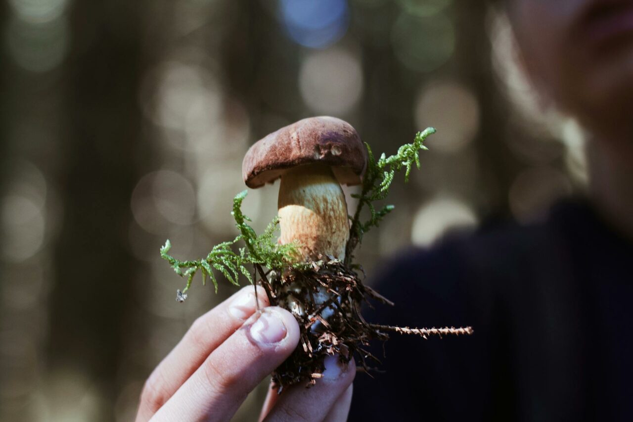 Purchase Mushrooms Online? A Retiree Regrets Not Utilizing Psilocybin 45 Years Earlier
