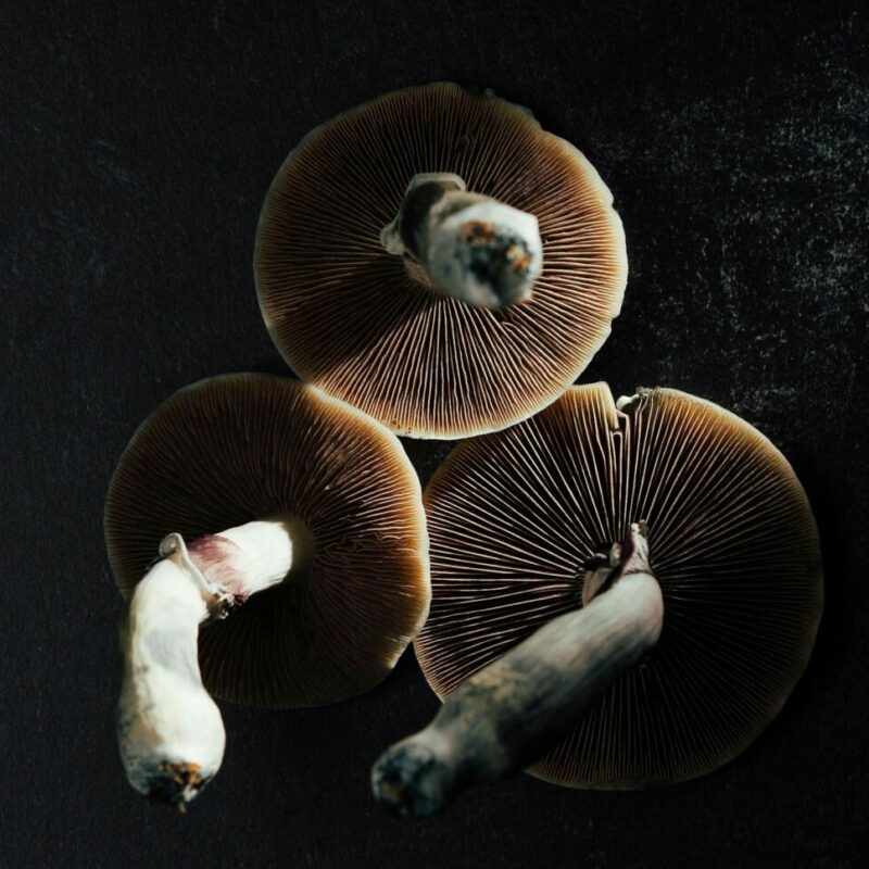 Magic Mushroom Canada | Fungalfriend Canada