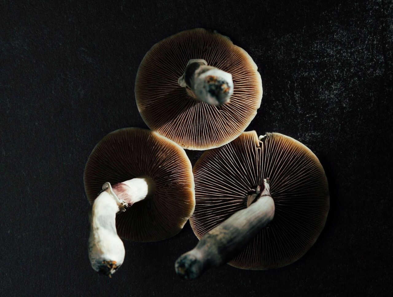 Magic Mushroom Canada – Experts Elucidate Why Natural Psilocybin Has a Stronger Impact Than Its Laboratory-Produced Counterpart