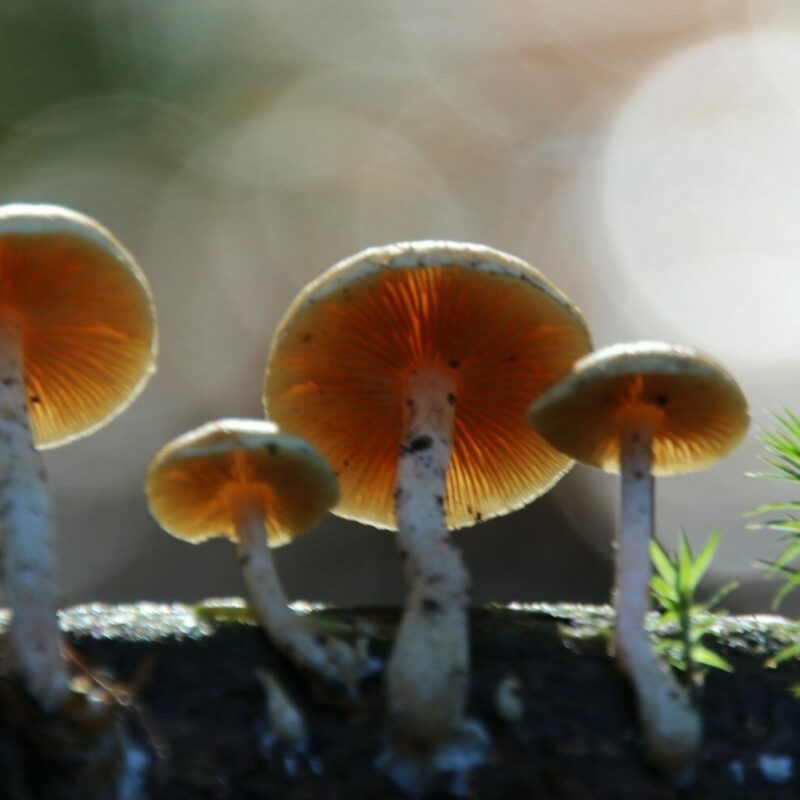 Magic Mushroom Delivery | Fungalfriend Canada