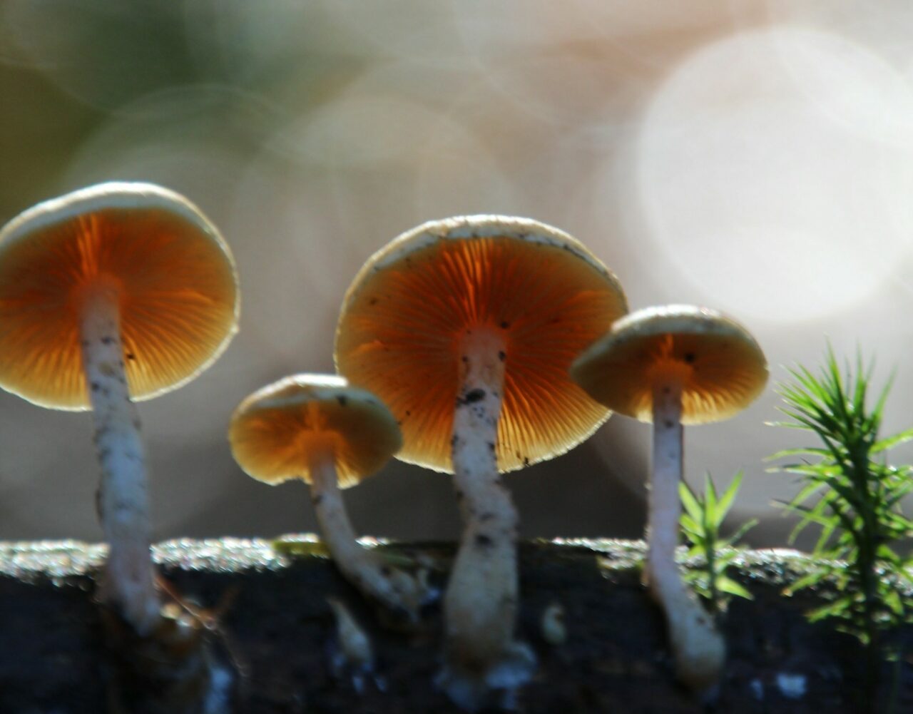 How the Delivery of Magic Mushrooms Enhanced My Trip Experience (for the Better)