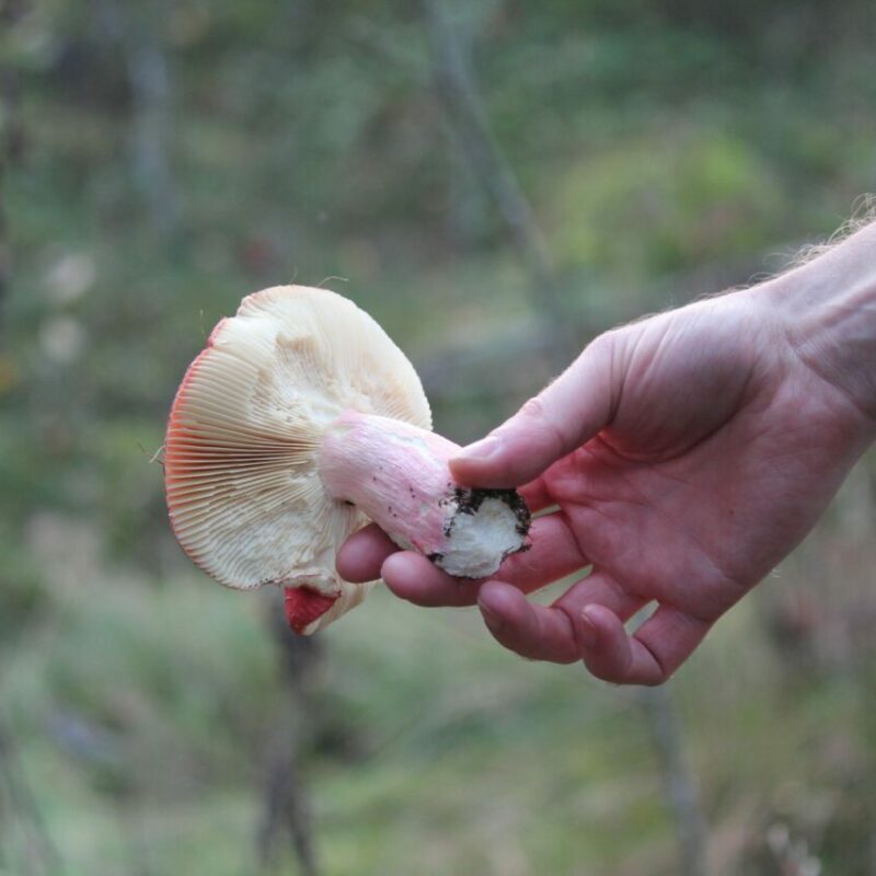 Magic Mushroom Delivery | Fungalfriend Canada