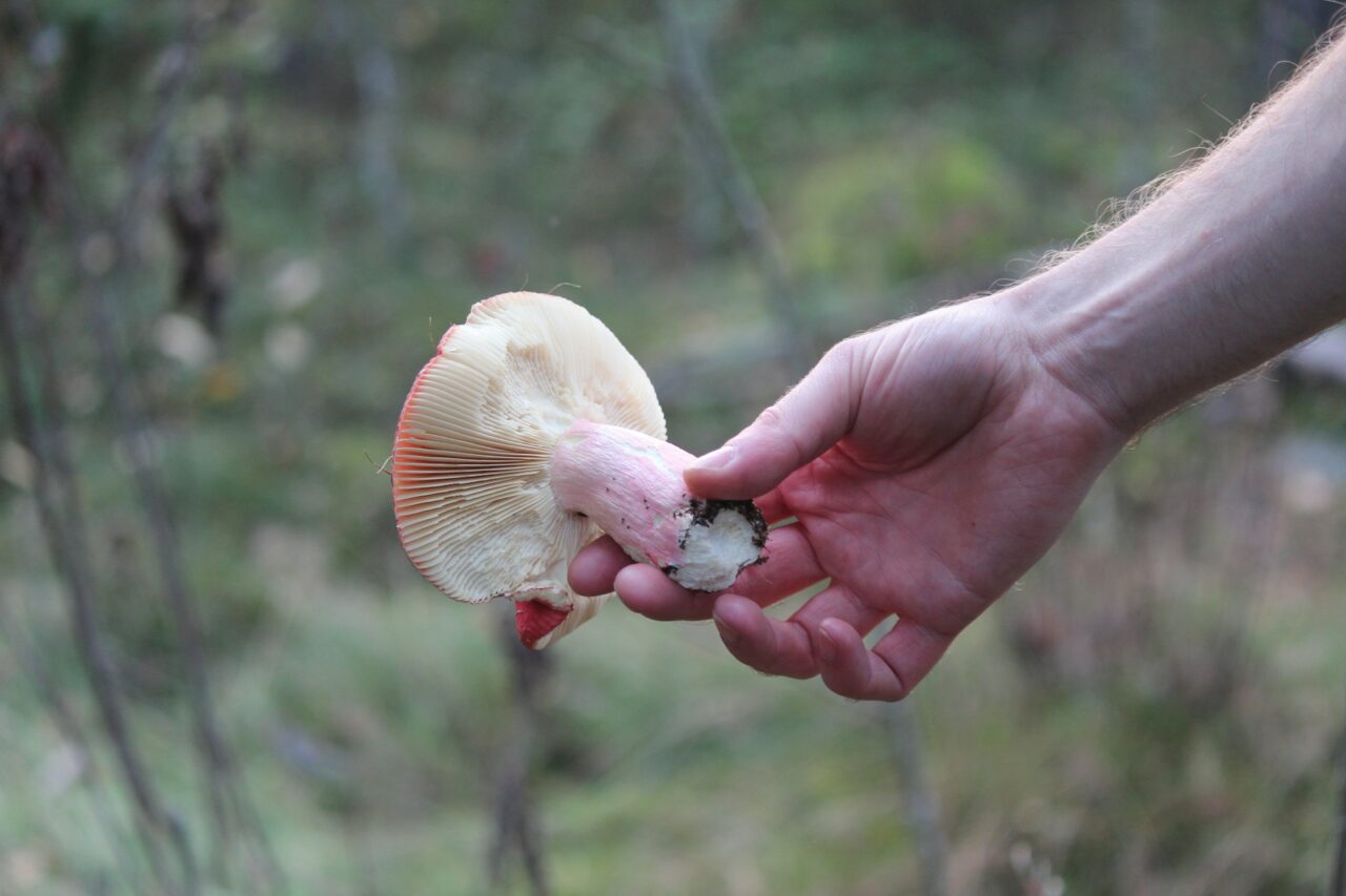 The Delivery of Magic Mushrooms Aids in the Recovery of Paralyzed Mountain Athletes