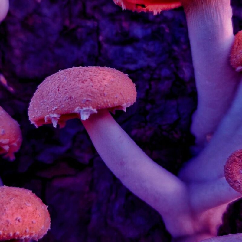 Mushroom Dispensary | Fungalfriend Canada