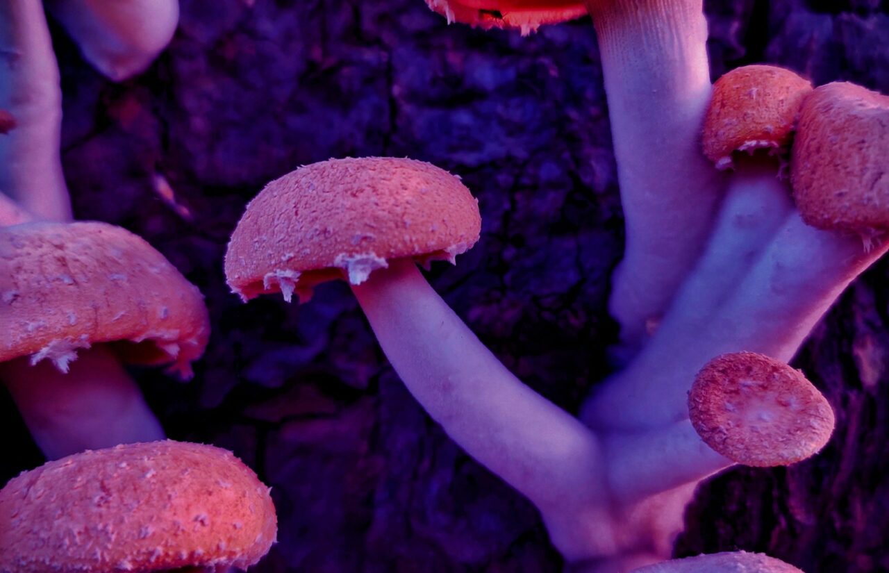 How Psilocybin Obtained from Mushroom Dispensaries Could Help Reconfigure Minds Burdened by Shame Associated with HIV