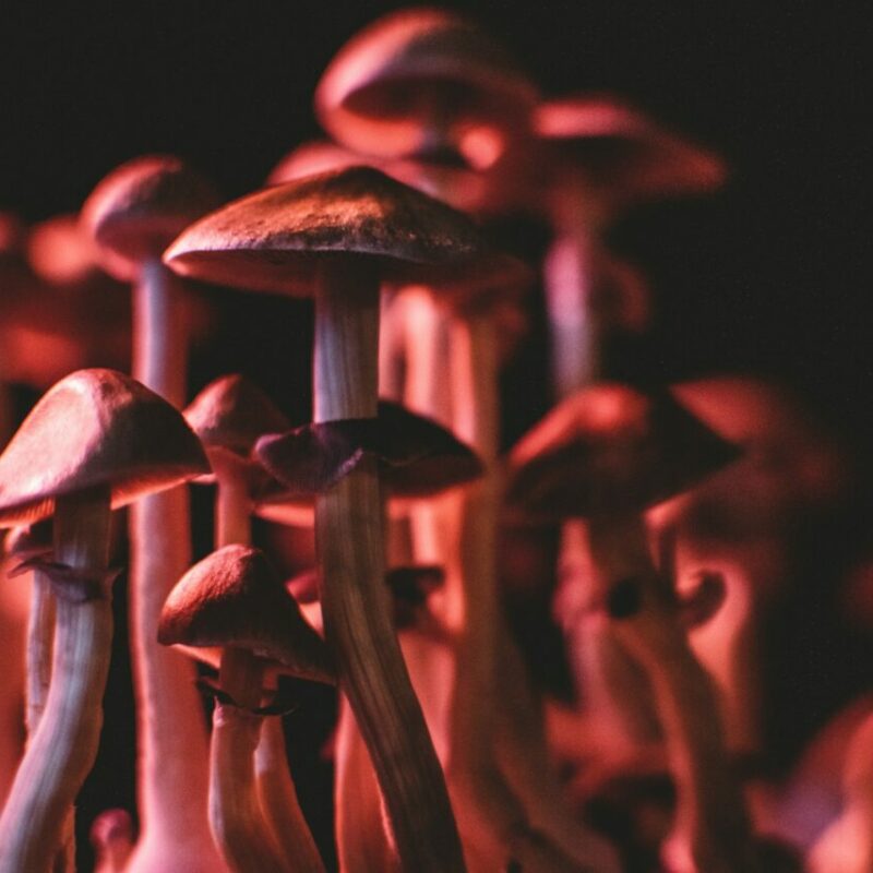 Shrooms Canada | Fungalfriend Canada