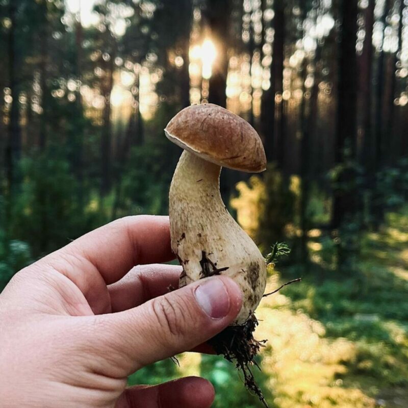 Shrooms Delivery Canada | Fungalfriend Canada