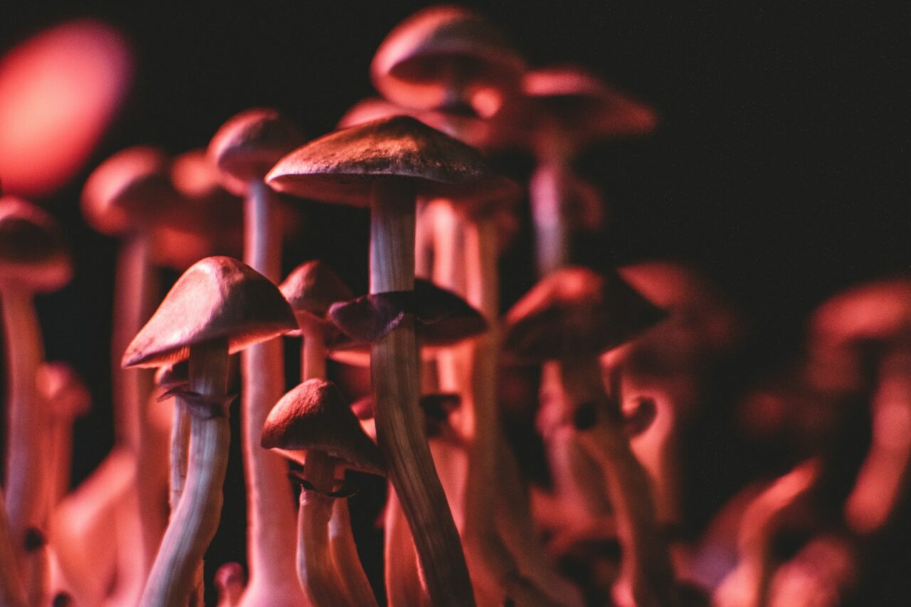 How I Successfully Purchased Psychedelics Online (While Dodging Scams)
